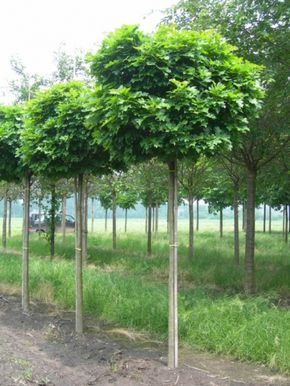Dub bahenní - Quercus palustris ´GREEN DWARF´(km. 120 cm,kont. 7,5 litrů)