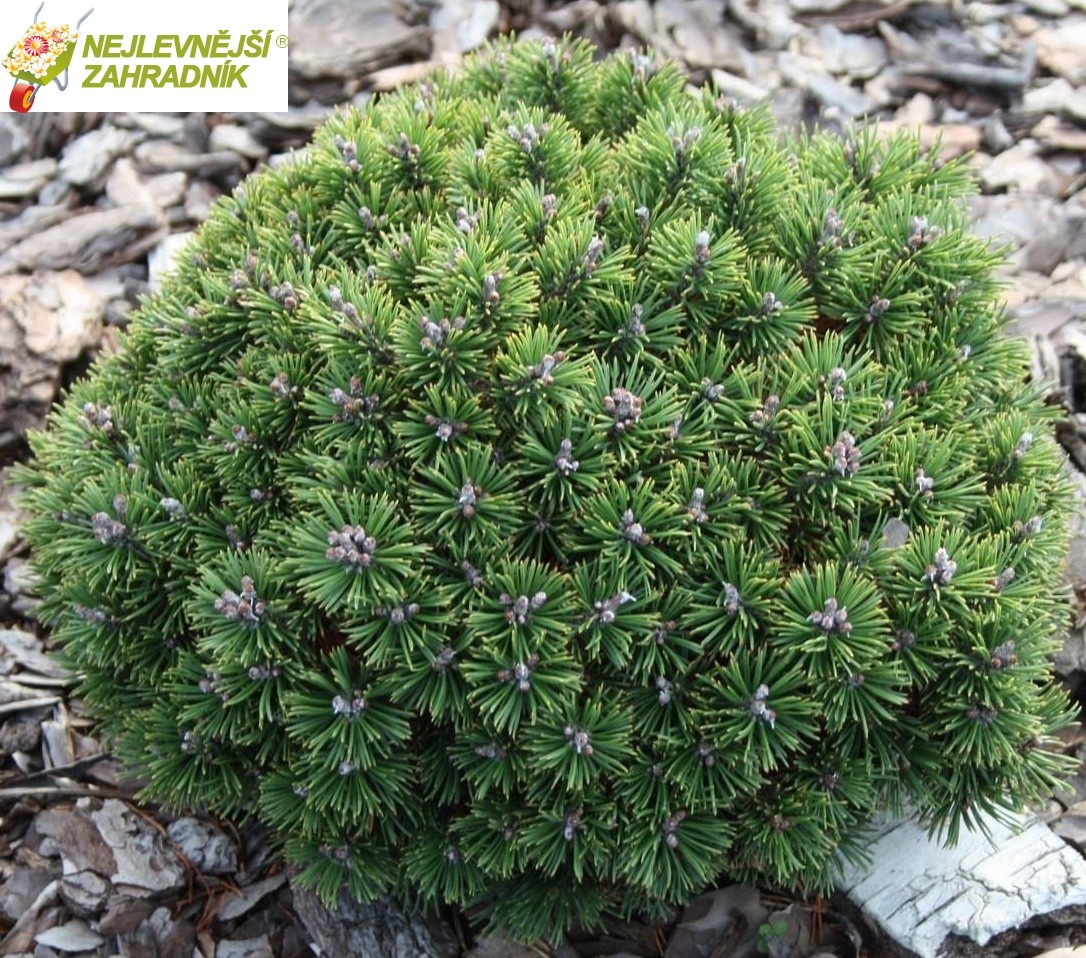 Borovice kleč (roubovaná,na kmínku 30 cm) ) - Pinus mugo ´HOSTÝN MINI´(kont. 5 litrů´