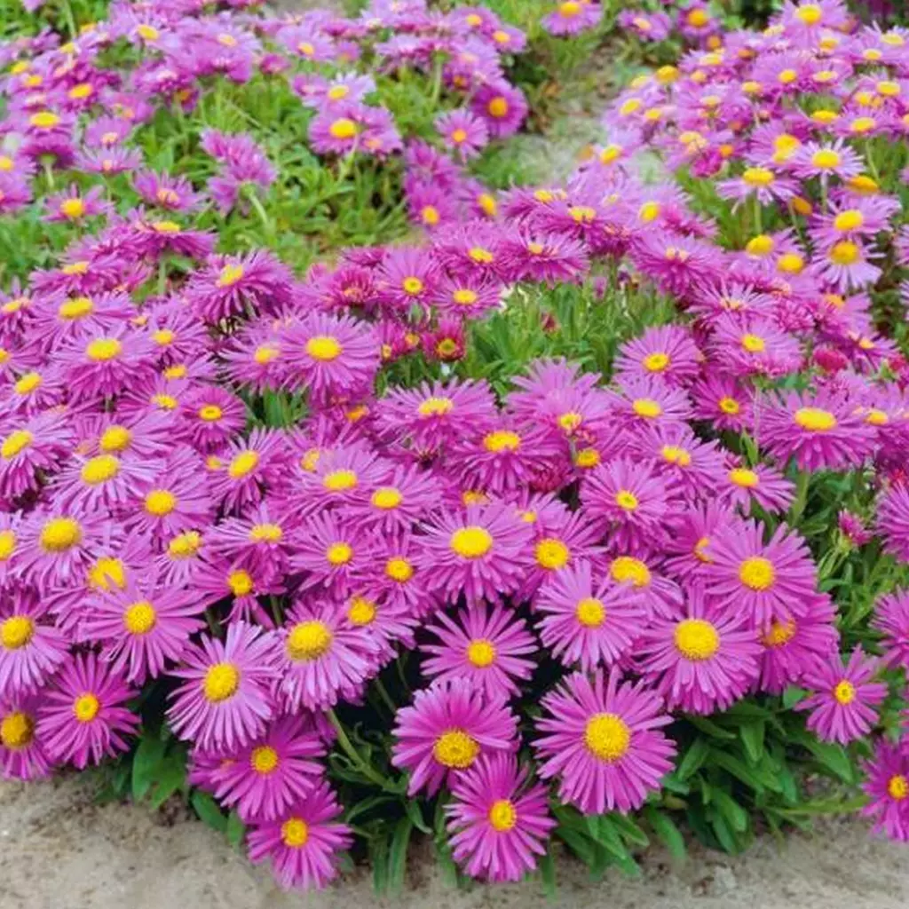 Hvězdnice alpská - Aster alpinus ´HAPPY END´(kont. 9x9 cm)