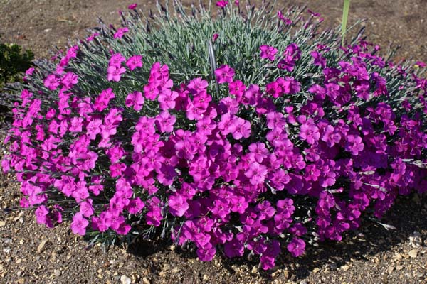 Hvozdík sivý (krásně voní) - Dianthus gratianopolitanus 'BABI LOM´ (kont. 9x9 cm)