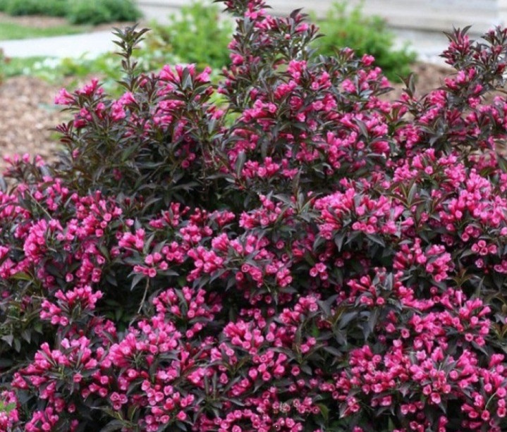 Vaigélie - Weigela 'NANA PURPUREA' (kont. 1 litr)