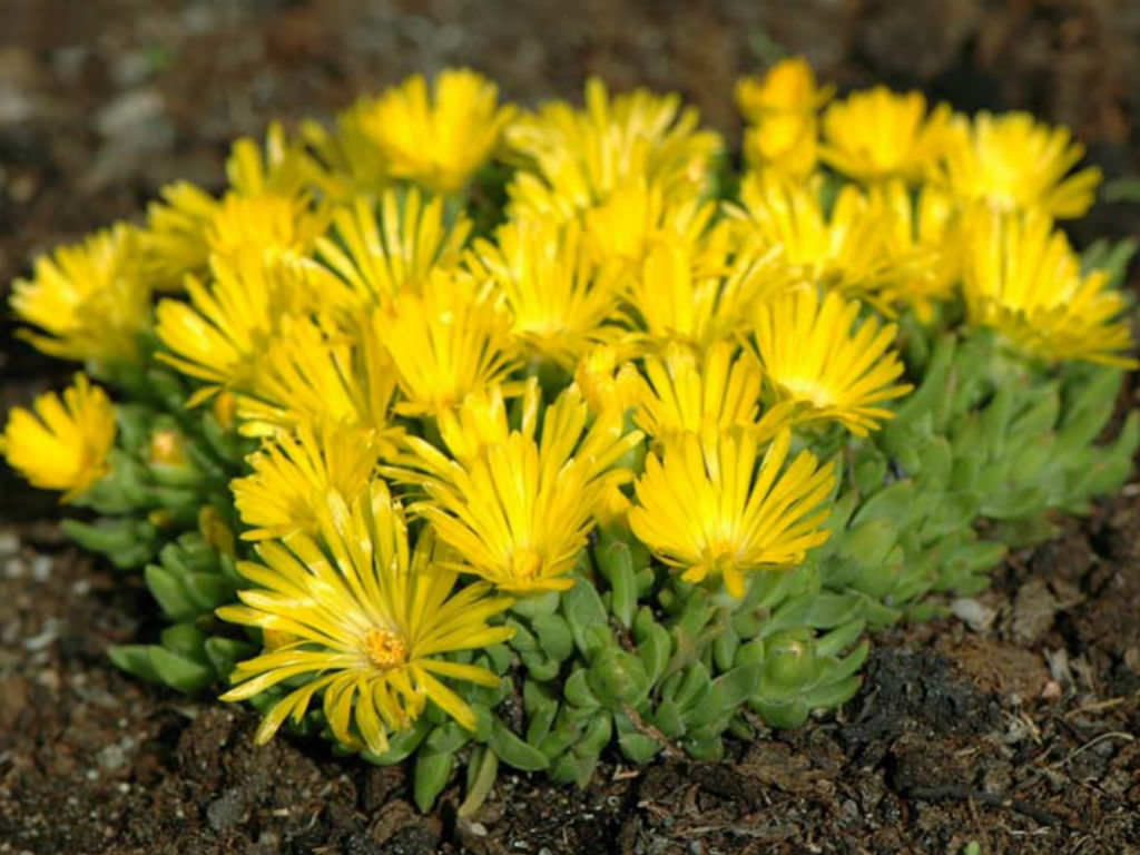 Kosmatec žlutý (AKCE) - Delosperma congestum (kont. 9x9 cm)