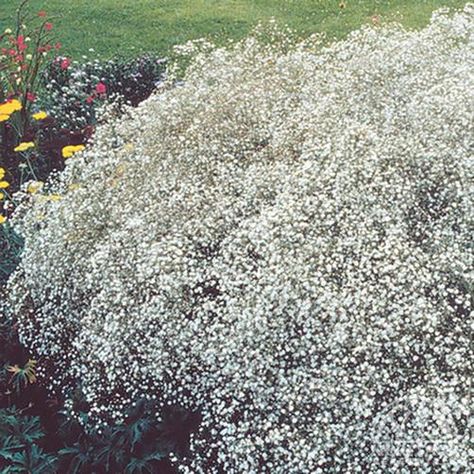 Nevěstin závoj (nízký skalkový) - Gypsophila paniculata ´FILLOW WHITE´(kont. 9x9 cm)