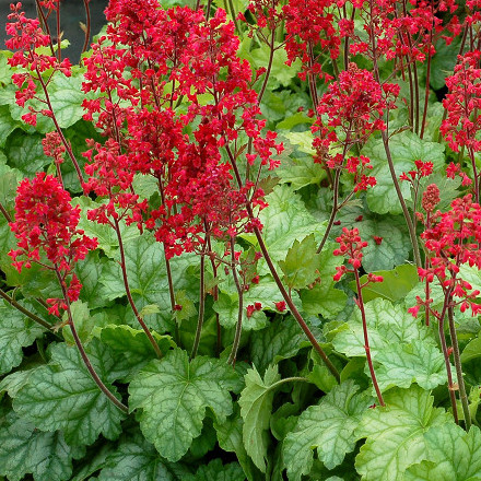 Dlužicha - Heuchera brizoides 'Pluie de Feu' (kont. 9x9 cm)