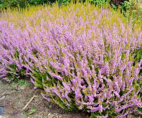 Vřes Calluna vulgaris ´CUPREA´(kont. 9x9cm)