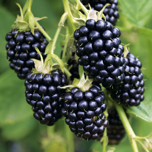 Ostružiník - Rubus fruticosus 'BLACK SATIN' (kont. 9x9 cm)