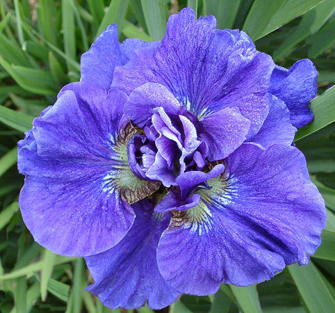 Kosatec sibiřský - Iris sibirica 'CONCORD CRUSH' (plnokvětý) (kont. 9x9 cm)
