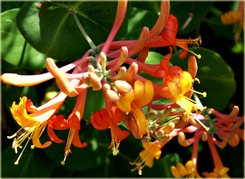 Zimolez Heckrottův - Lonicera x heckrotií ´AMERICAN BEAUTY´(kont. 2 litry)