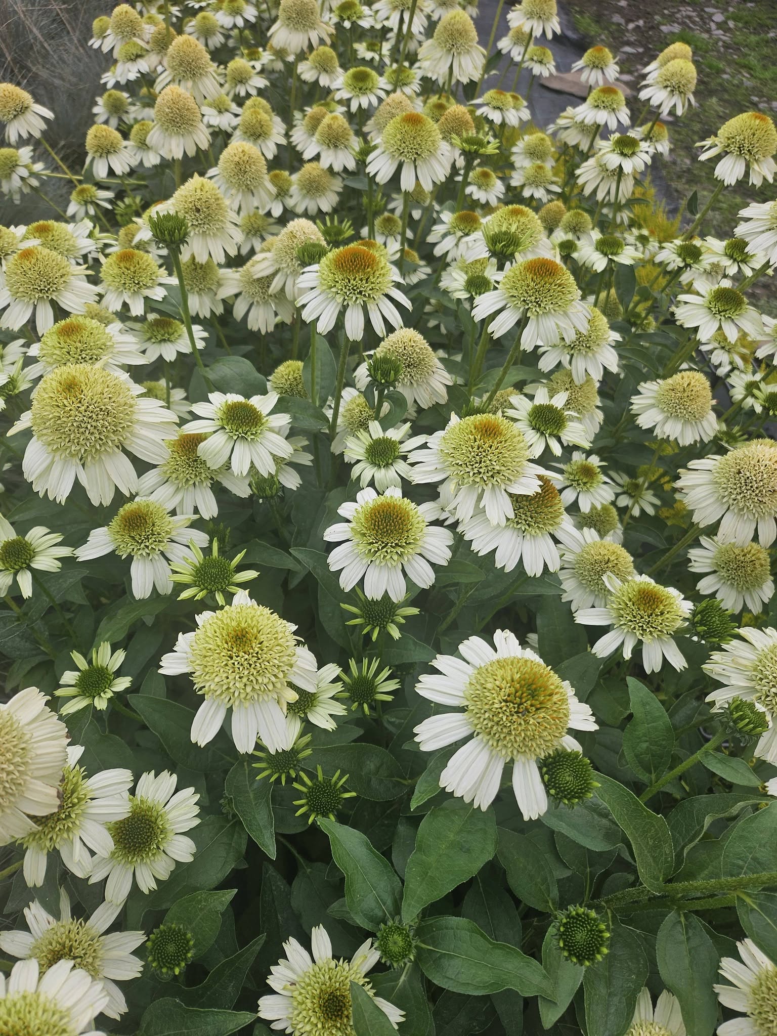 Třapatka nachová - Echinacea purpurea 'PAPALLO SEMI DOUBLE WHITE' (kont. 1 litr)