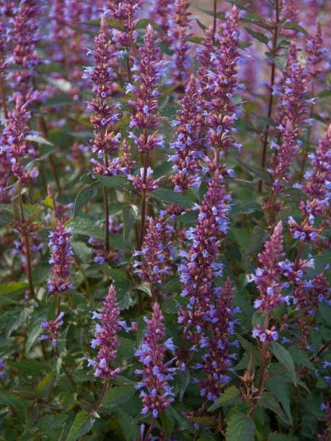 Agastache - Agastache 'PURPLE HAZE' (kont. 9x9 cm)