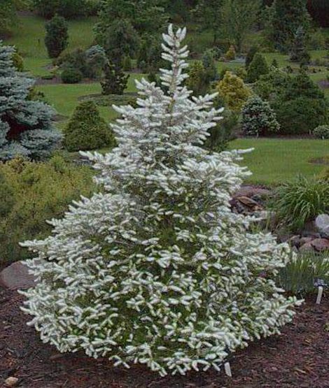 Jedle korejská - Abies koreana ´SILVERSTAR´(kont. 2 litry)
