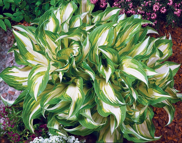 Bohyška - Hosta ´UNDULATA MEDIOVARIEGATA´ (kont. 9x9 cm)