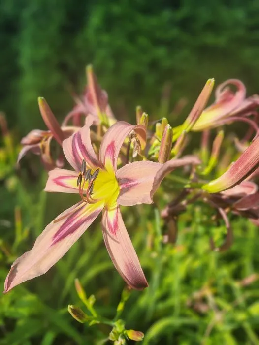 Denivka - Hemerocallis ´ARROWEHEAD´(kont. 1,5 litrů)