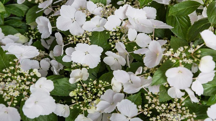 Hortenzie latnatá (1+1 ZDARMA,VÝPRODEJ,LUXUSNÍ ROSTLINY) - Hydrangea pan. ´SNOWWHITE´(kont. 2 lity)