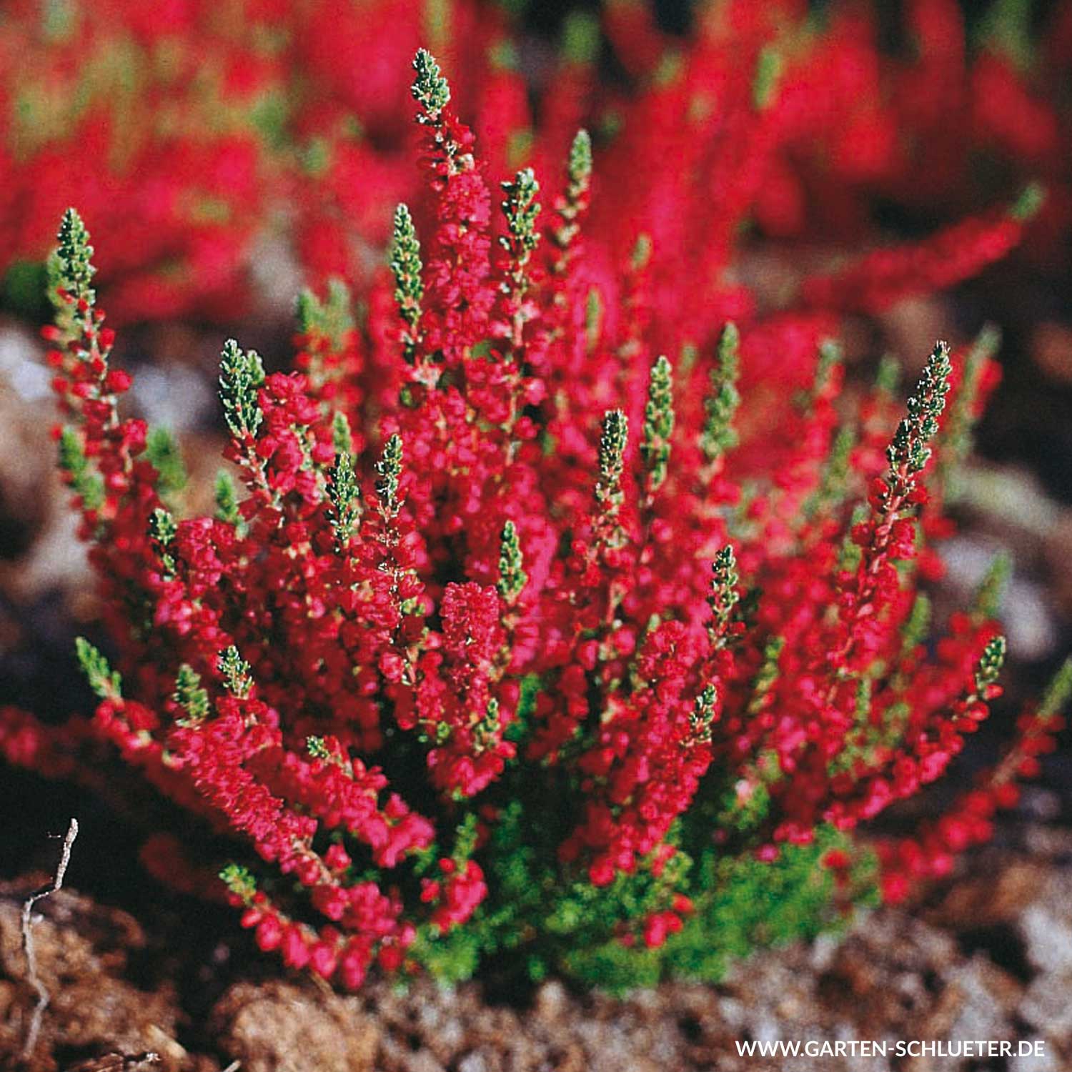 Vřes - Calluna vul. ´DARK BEAUTY´ (kont. 9x9cm)