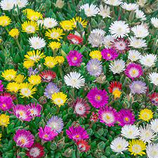 Kosmatec - Delosperma hybriden (kont. 9x9 cm)