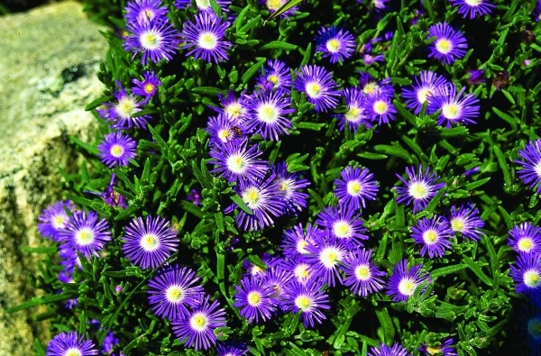 Kosmatec - Delosperma florinbundum ´STARBUST´(kont. 9x9cm)