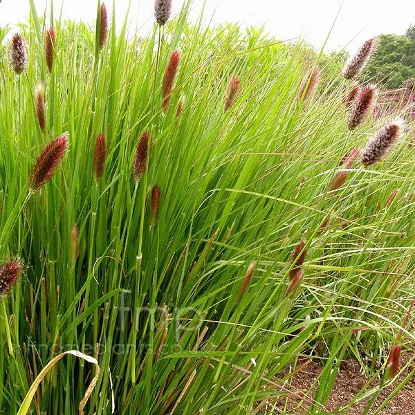 Dochan - Pennisetum thunbergií (kont. 2 litry)