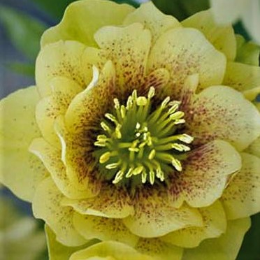 Čemeřice východní - Helleborus or. ´DOUBLE ELLEN YELLOW SPOTTED´(kont. 1,5 litrů)
