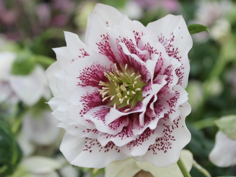 Čemeřice východní - Helleborus hyb. ´DOUBLE ELLEN WHITE SPOTTED´(kont. 1,5 litrů)