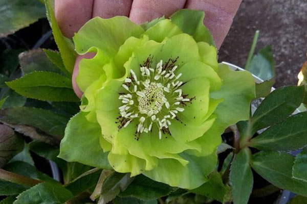 Čemeřice východní - Helleborus or. ´DOUBLE ELLEN GREEN´(kont. 1,5 litrů)