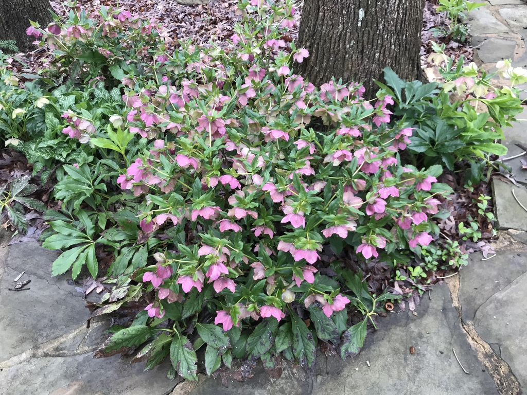 Čemeřice východní (SLEVA) - Helleborus or. ´PRETTY ELLEN PINK´(kont. 1,5 litrů)