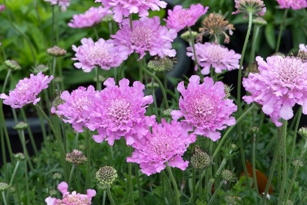 Hlaváč - Scabiosa col. ´PINKCUSION PINK´(kont. 9x9 cm)