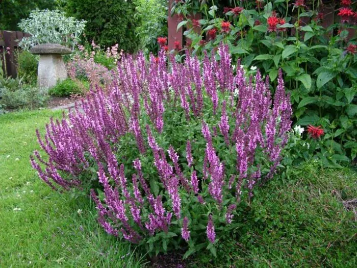 Šalvěj hajní - Salvia nemorosa ´ROSA KONIGIN´(kont. 9x9 cm)