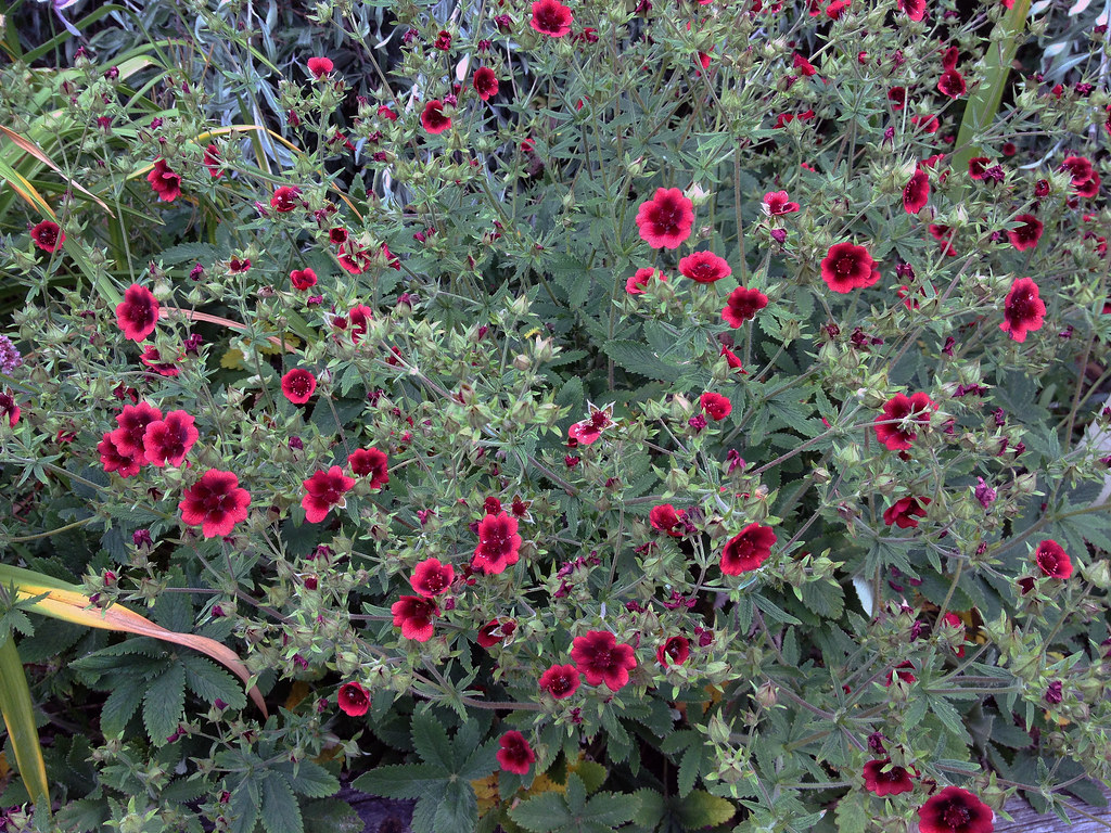 Mochna,Nátržník - Potentilla thurberi 'MONARCHS VELVET´(kont. 1 litr)'