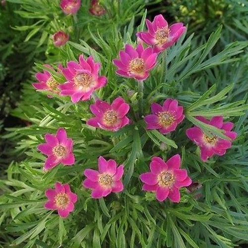 Sasanka (LUXUSNÍ ROSTLINY) - Anemone multifida ´RUBRA´(kont. 1 litr)