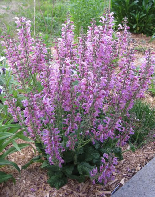 Šalvěj luční - Salvia pratensis ´ROSE RAPSODY´(kont. 9x9 cm)