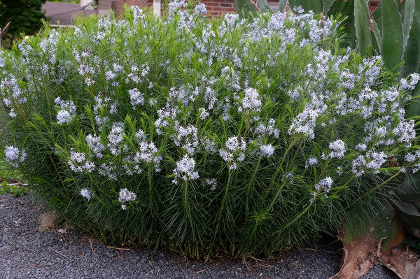 Amzonie - Amsonia hubrichtií (kont. 1 litr)