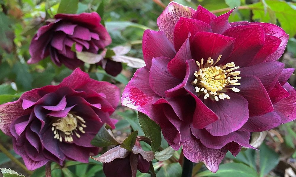 Čemeřice východní (SLEVA) - Helleborus or. ´DOUBLE ELLEN FLASH´(kont. 1,5 litrů)