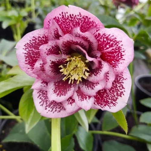 Čemeřice východní - Helleborus hyb. ´DOUBLE ELLEN SPOTTED´(kont. 1,5 litrů)