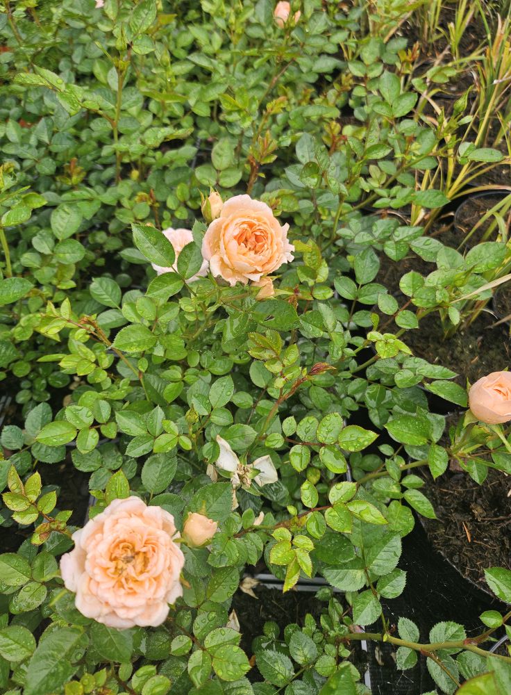 Růže pokryvná - Rosa ´ORANGE LIMP´ (kont. 9x9 cm)