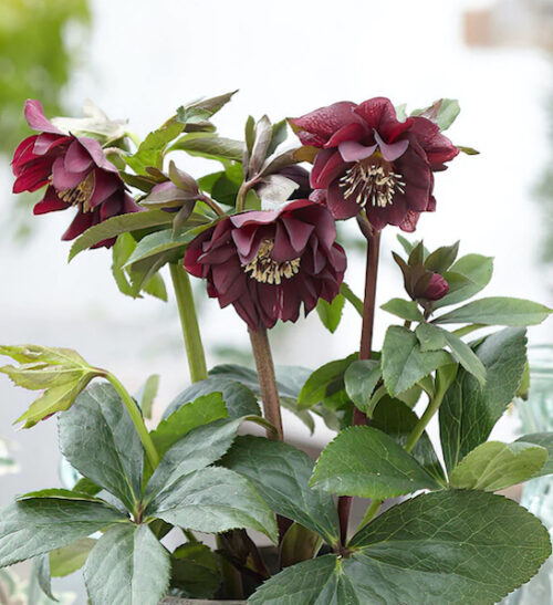 Čemeřice východní - Helleborus or. ´DOUBLE ELLEN RED´(kont. 1,5 litrů)
