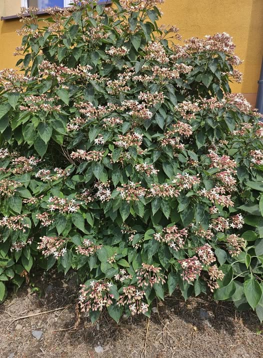 Blahokeř trojmý (krásně voní na kilometry) - Clerodendrum trichotomum (kont. 2 litry)
