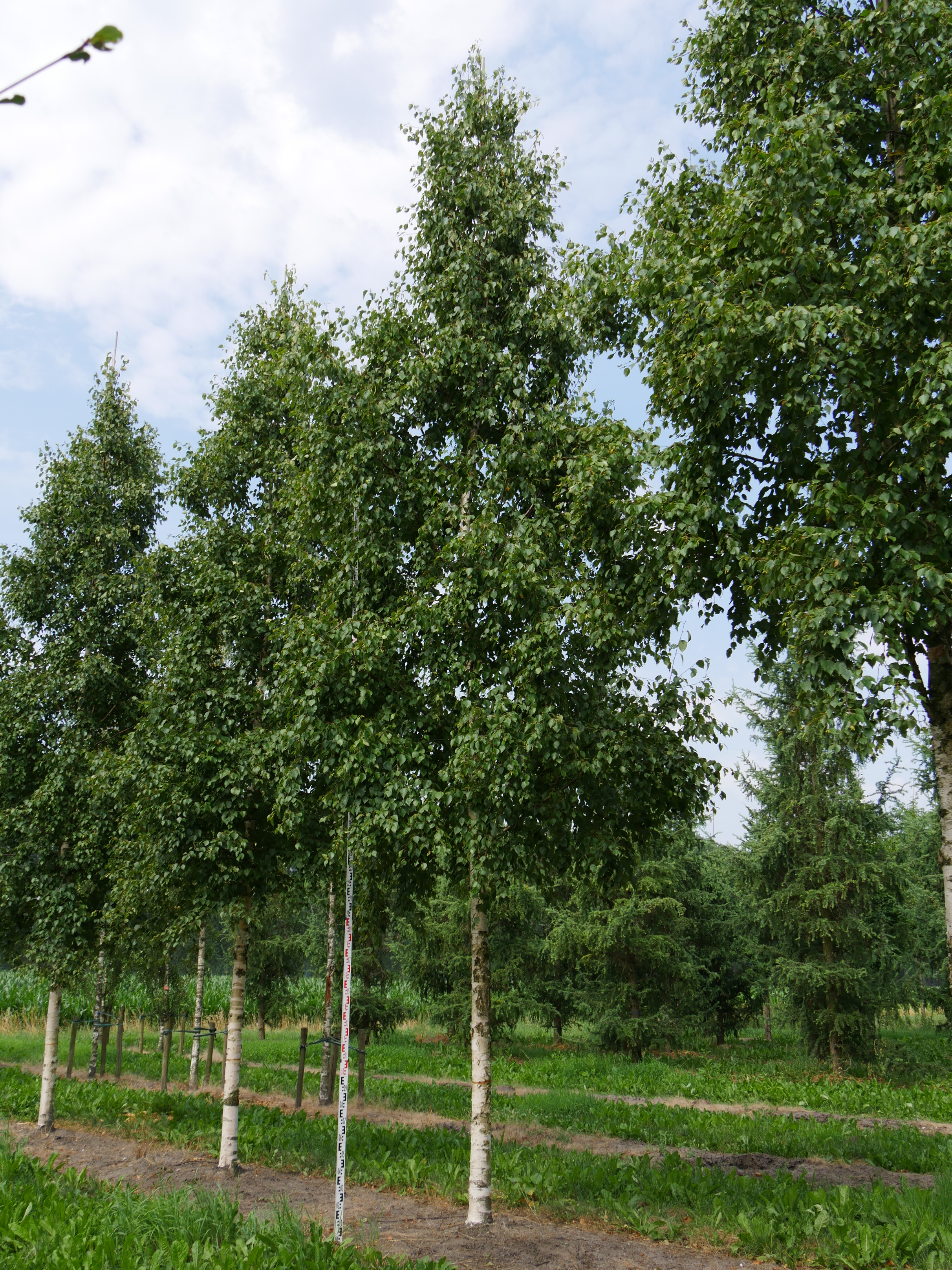 Bříza bělokorá - Betula pendula (kont. 3 litry)
