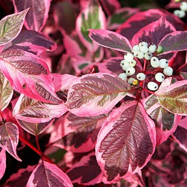 Svída bílá - Cornus alba ´MIRACLE´(kont. 5 litrů)