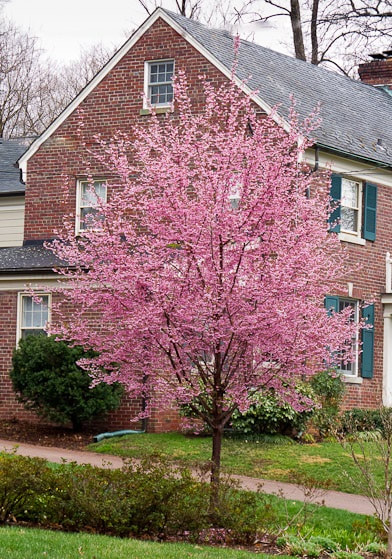Okrasná slivoň, Sakura - Prunus serrulata 'OKAME' (kmínek 120 cm, kont. 7,5 litrů)