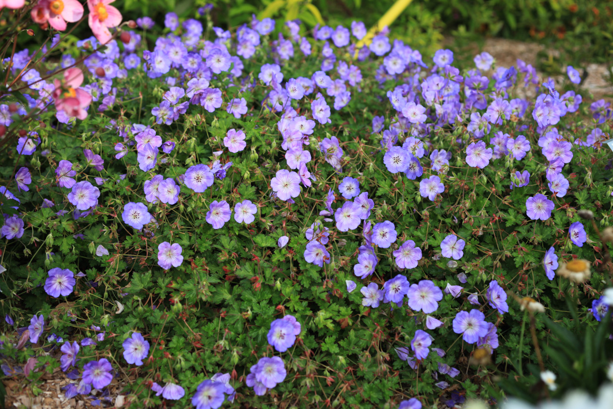 Kakost - Geranium x hybridum ´AZURE RUSH´(kont 9x9 cm)