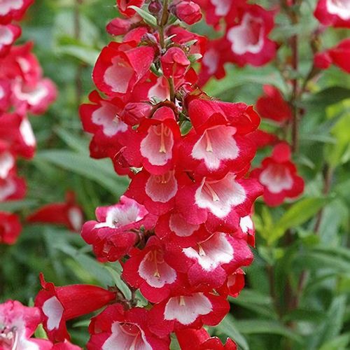 Dračík - Penstemon ´PARTYBELLS RED´(kont. 9x9 cm)