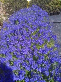 Rozrazil - Veronica austriaca ´KNALLBLAU´ (kont. 9x9 cm)