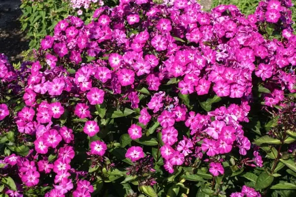 Plamenka latnatá - Phlox x paniculata 'HANNAH' (kont. 9x9 cm)