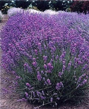 Levandule (Rostliny budou kvést) - Lavandula angustifolia 'HIDCOTE' (kont. 9x9 cm)