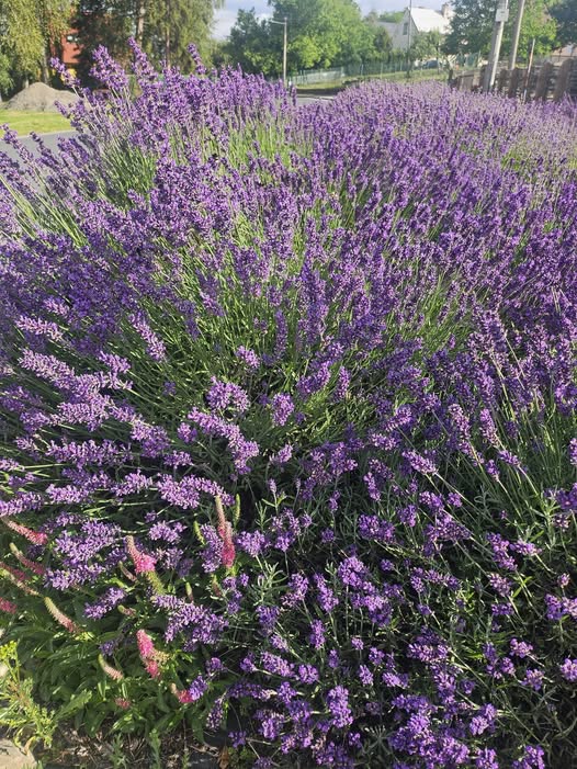 Levandule (TOP ROSTLINY) - Lavandula angustifolia 'HIDCOTE' (kont. 9x9 cm)