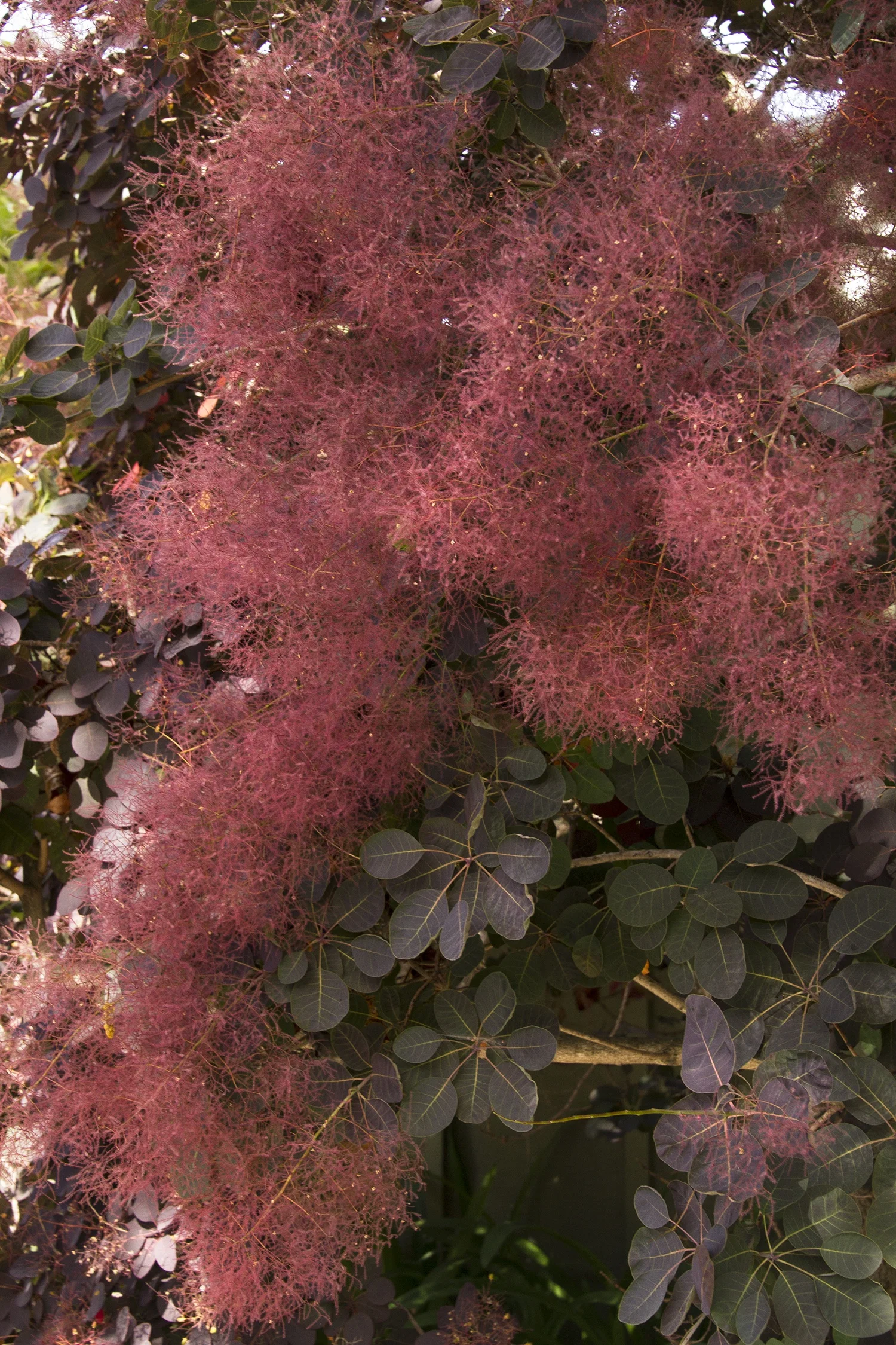 Ruj vlasatá - Cotinus coggygria ´ROYAL PURPLE´(kont. 2 litry)