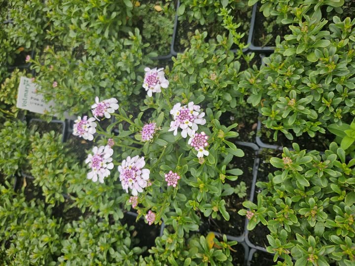Iberka zahradní - Iberis x hybrida ´PINK ICE´(kont 1 litr)