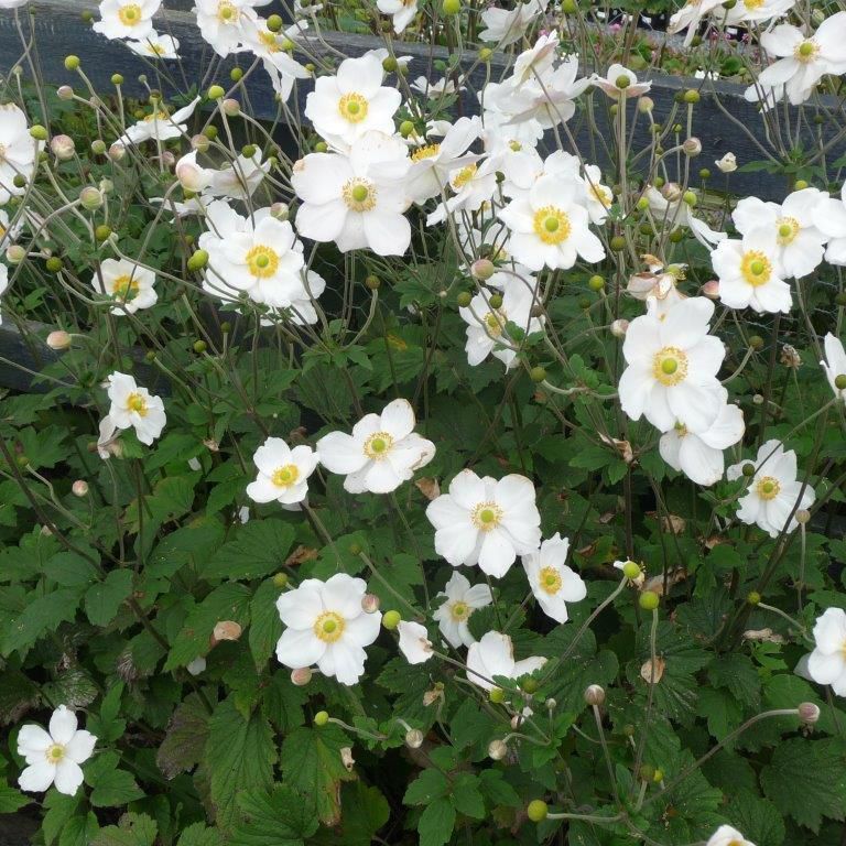 Sasanka - Anemone 'ALANDO WHITE´' (kont. 1 litr)