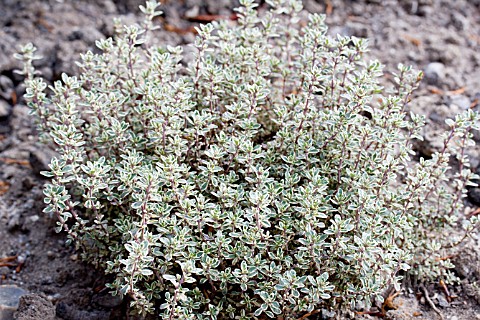 Mateřídouška - Thymus 'SILVER POSIE' (kont. 9x9 cm)